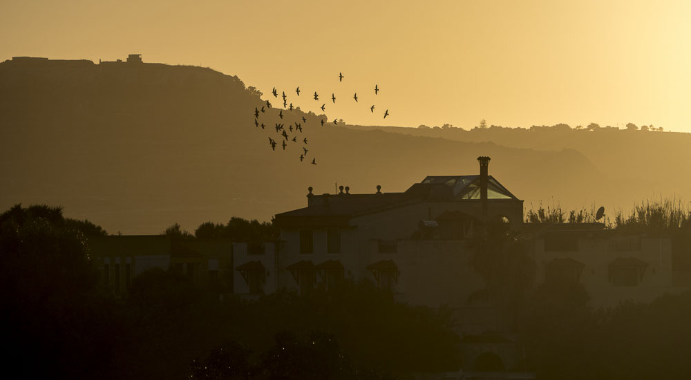 Starlings