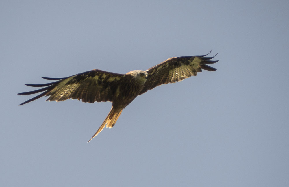 Red Kite