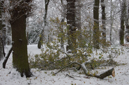 fallen tree branch